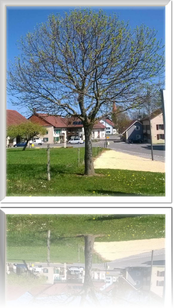 Châtaignier AmicaleCurchod